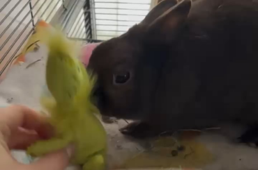 Pippin vs the Grinch