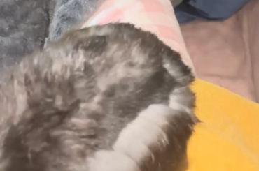 Bunny shedding weird patterns?