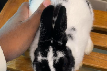 Adorable little bun at Lewisville, TX animal shelter