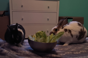 Bunny asmr