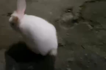 her names Yoonda, hi im new to owning a rabbit and i want to ask if this is normal behavior? I just let her out of her cage