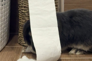 Maybe it's very cold? so he blanketed himself😂Wait till the end.