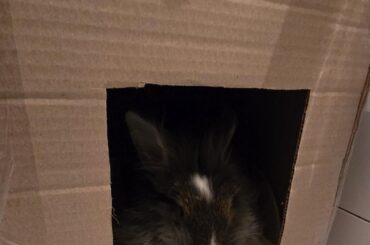 Is this a good litter?