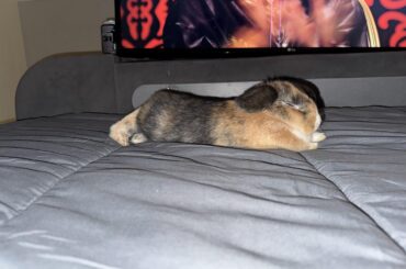 I got my first lick today 👅