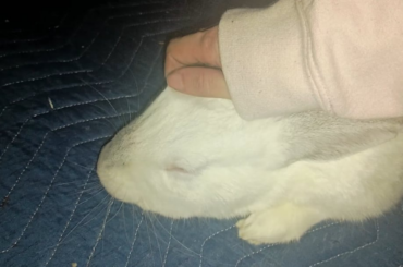 I got Casper to purr for the first time and I wanna cry /pos