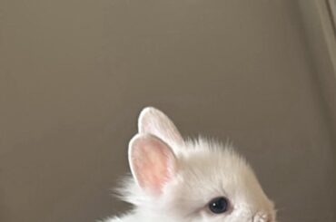 Little Snowball