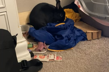 Bunny biscuit making?