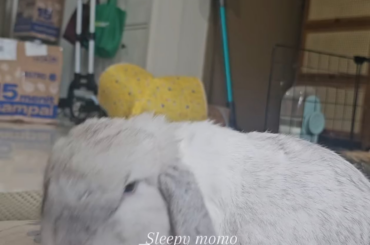 Sleepy head Momo
