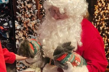 Bonzo and Chase love Christmas