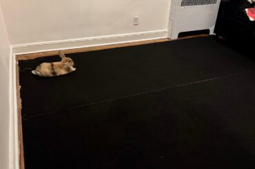 Buzz really appreciated that I cleared the entire living room for His Highness (i.e., pulled up the 9x12 Ruggable to be laundered)