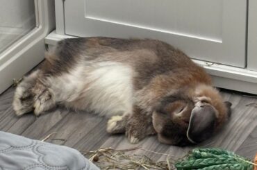 Bunbun naps