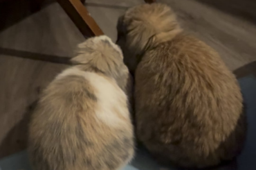 What are my bunnies doing?