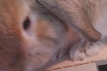 Sunny kisses are the best! 😘 🐰