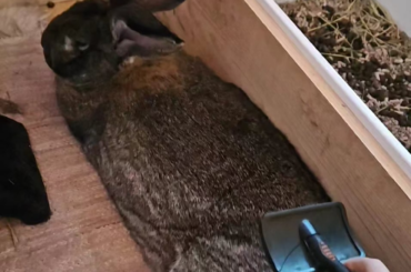 Hampus really enjoying brushtime!