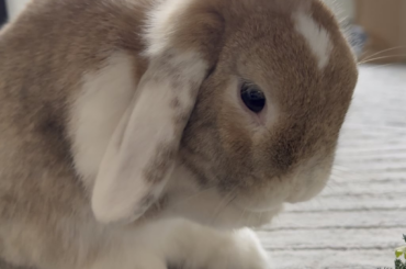 Bunny acts odd while eating