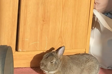 The cutest bun flop 🥹🥹