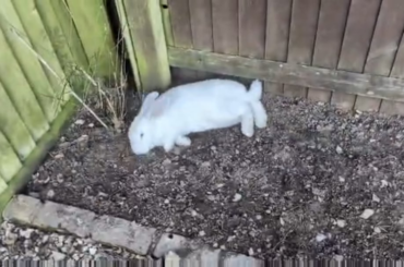 Requested video of bun's garden fun