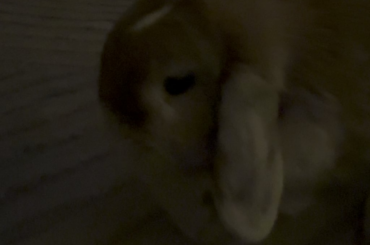 Bunny noises while eating