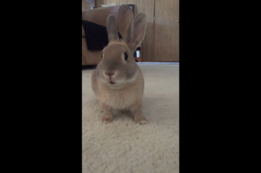 Noms