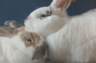 Groom, groom, pass it on