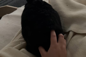 Miss Tiggles loves a good butt scratch in the morning