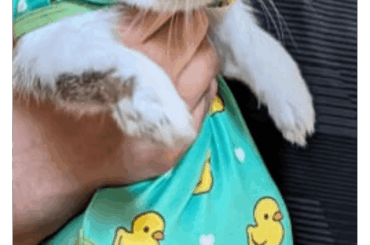 Lola got spayed today. Everything went well. Time to recover in style