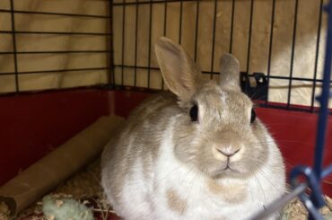My bug eyed baby refusing to leave her old cage 🥹
