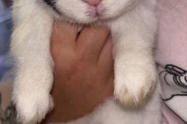 Bunny sneezing ( not looking for vet advice )