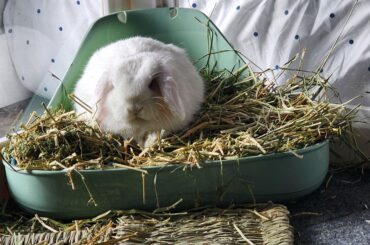 Comfy beds that can't be torn apart, chewed & ingested?