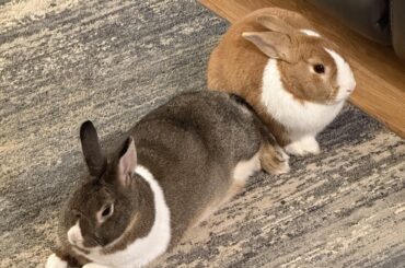 Bunnies loose in the house