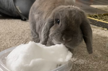 Marshall’s first time seeing snow!