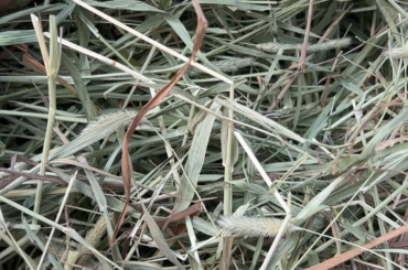 I posted earlier about my buns not liking the timothy hay and yall mentioned 2nd cutting. I looked at some pics of it and it looks fairly similar to what I have. Those that feed it, is that what this is?