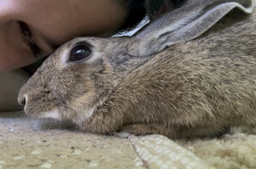 Sweet angel, can you see her dewlap coming in 😫