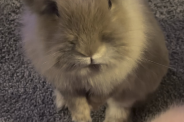 Starving bun hasn’t eaten in 45 seconds 💔💔💔