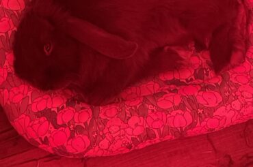 Blueberry’s update day three healing process