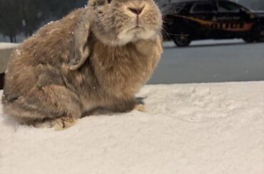 Breaking News: Bunny wanted for stealing hearts across the neighborhood. Last seen resisting arrest in a snowstorm.