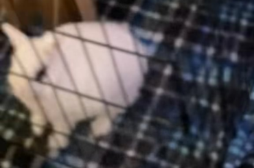 Cuteness works every time