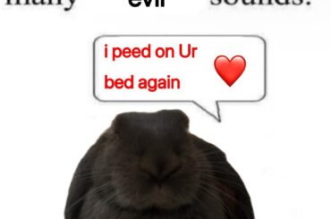 Rabbit won't stop peeing in 1 spot on bed