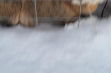 This is my neighbour, Jack