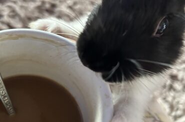 Anyone else’s bun long for the coffee? Never giving her any but she fiending 😂😂