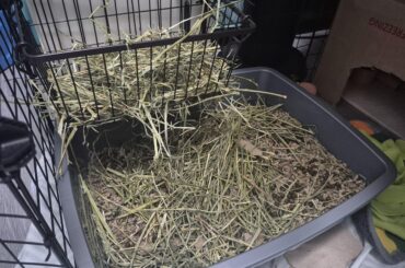 Bunny keeps jumping into the hay bin to eat and then poops inside