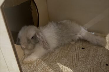 1 week since I got my bunny!