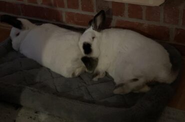 The Bunny Butt Pillow!!