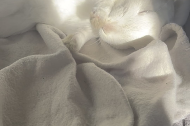 sleepy Rogger