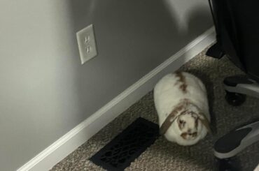 I couldn’t find Mel in her usual spots, checked our gaming room and she was loafed up by the heater. (She’s not allowed in this room but I can’t bring myself to move her!!)