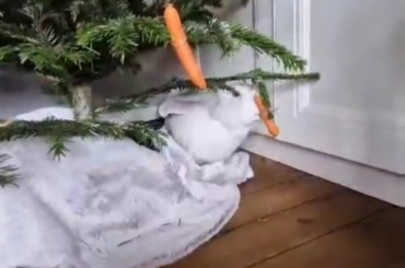 Bun's Carrot-mas wish 🎄