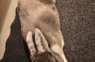 Another photo of the rabbit