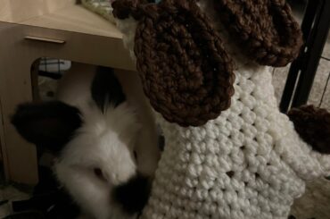 Merry Christmas from Koala!