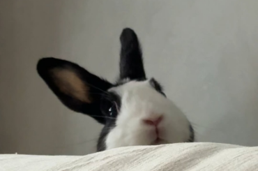 Little spy👀