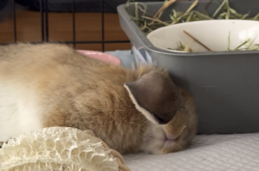 So eepy after a long day of eating and chewing things he shouldn’t